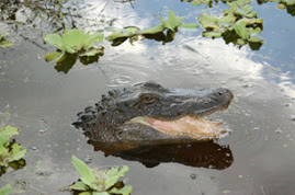 gator1